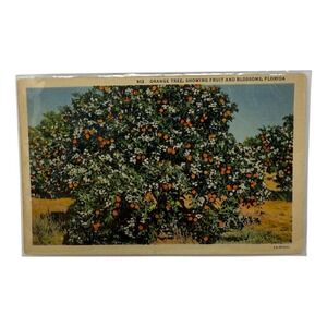 Vintage Linen Postcard Orange Tree Fruit in Florida Curt Teich